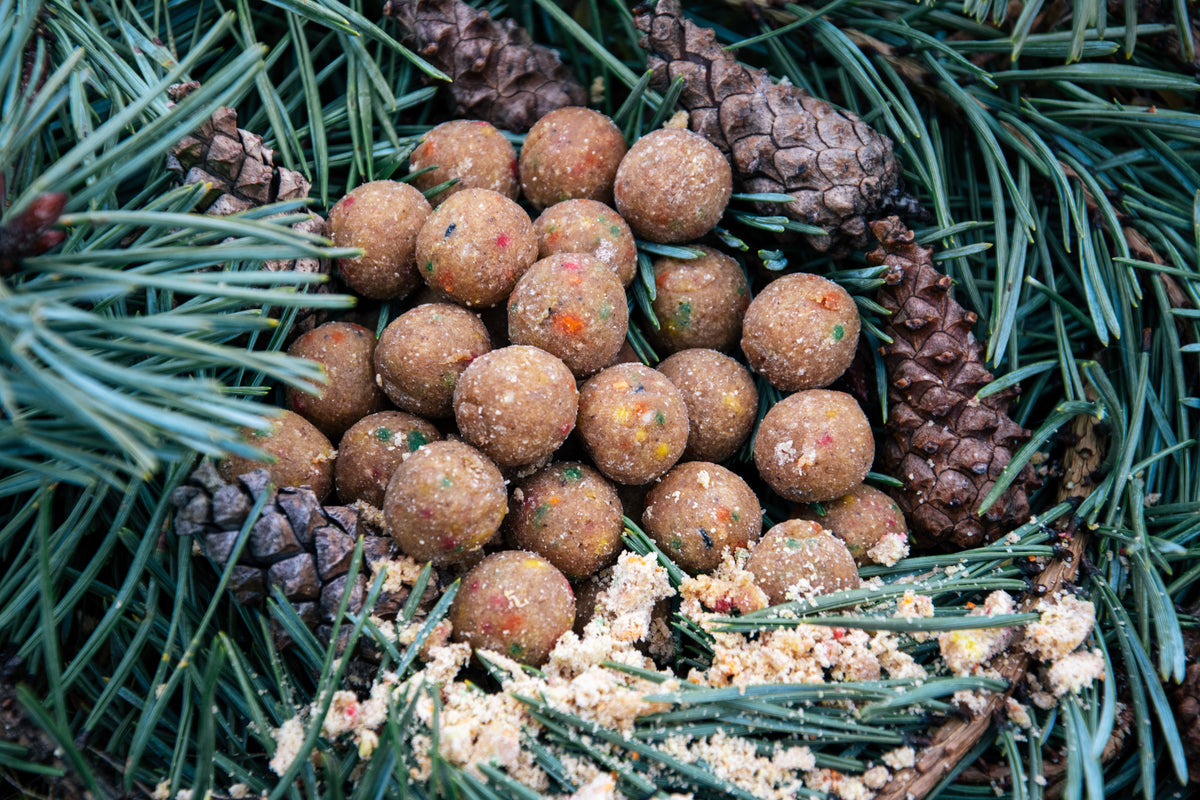 Bouillettes aux fruits crème, billes brunes dans des aiguilles de pin.