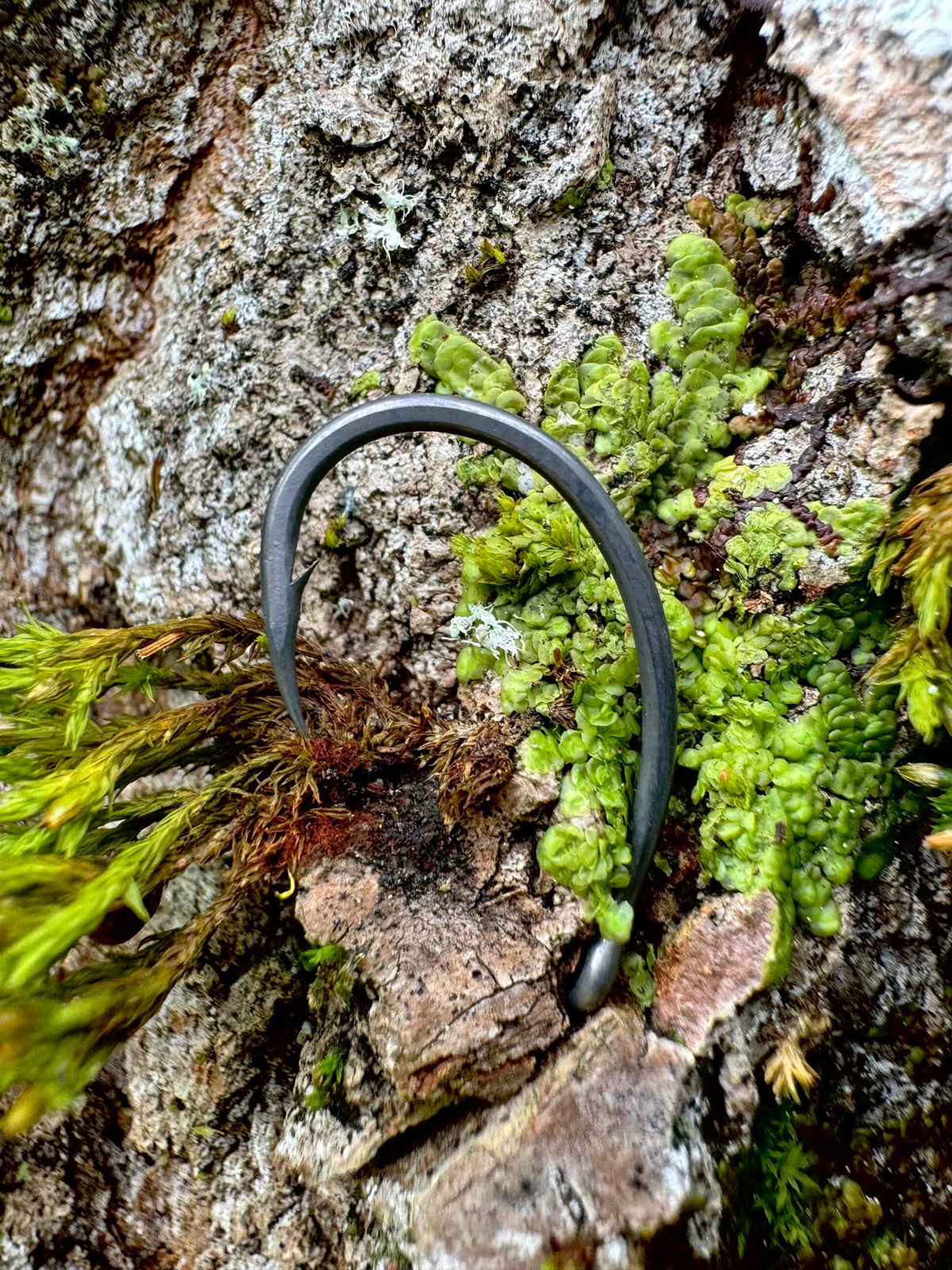 Hameçon à tige sombre et œillet, sur roche couverte de mousse