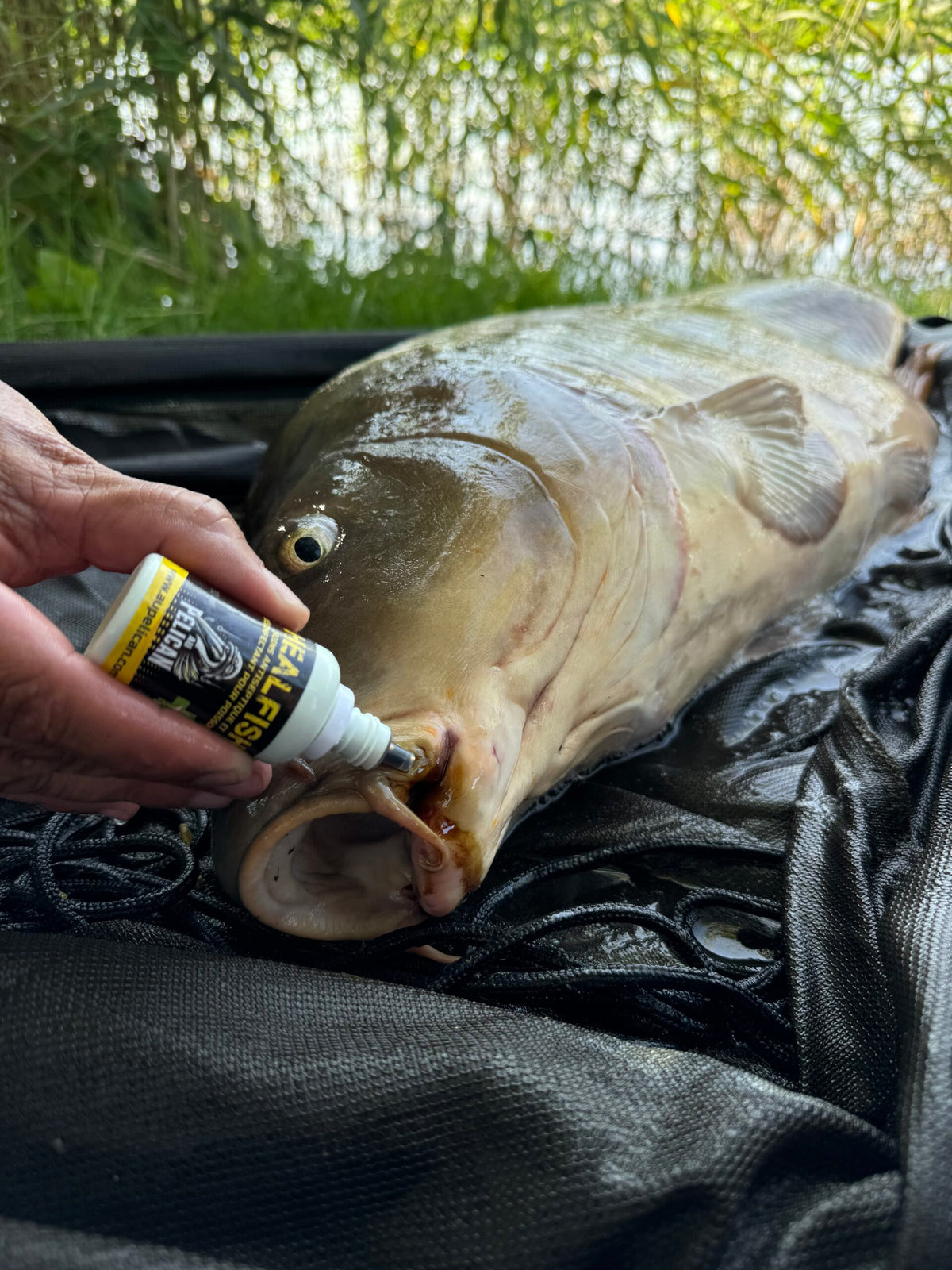 Flacon Heal Fish 30 ml appliqué sur un poisson, gouttes sortant du bec.