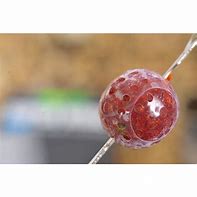 Bouillette rouge avec manchon de protection transparent Boilie Protect